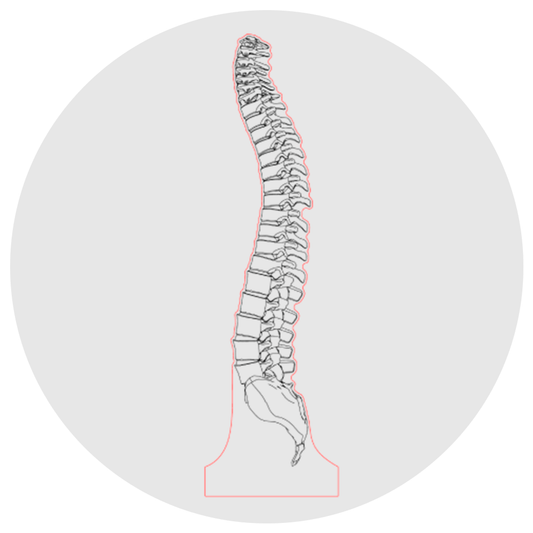 Lámpara 3D Led Columna Vertebral Anatomía