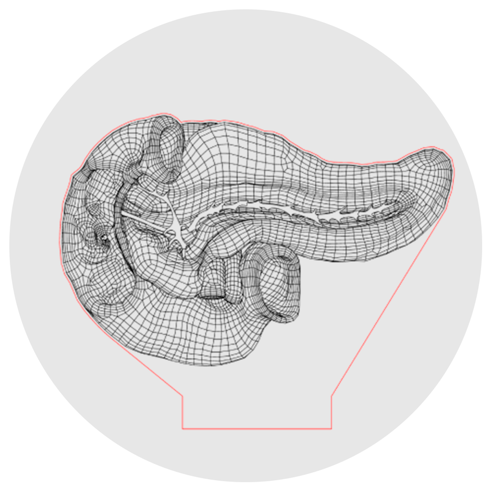 Lámpara 3D Led Páncreas y Duodeno Anatomía