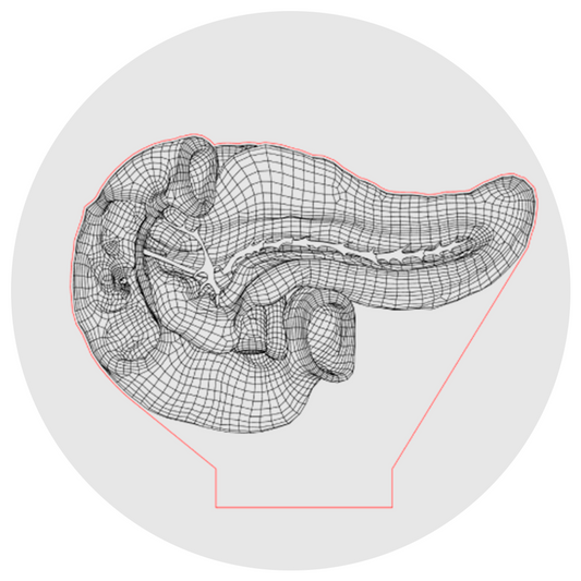 Lámpara 3D Led Páncreas y Duodeno Anatomía